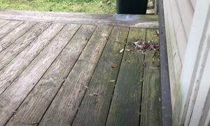 Burnaby Pressure Washing dirty deck